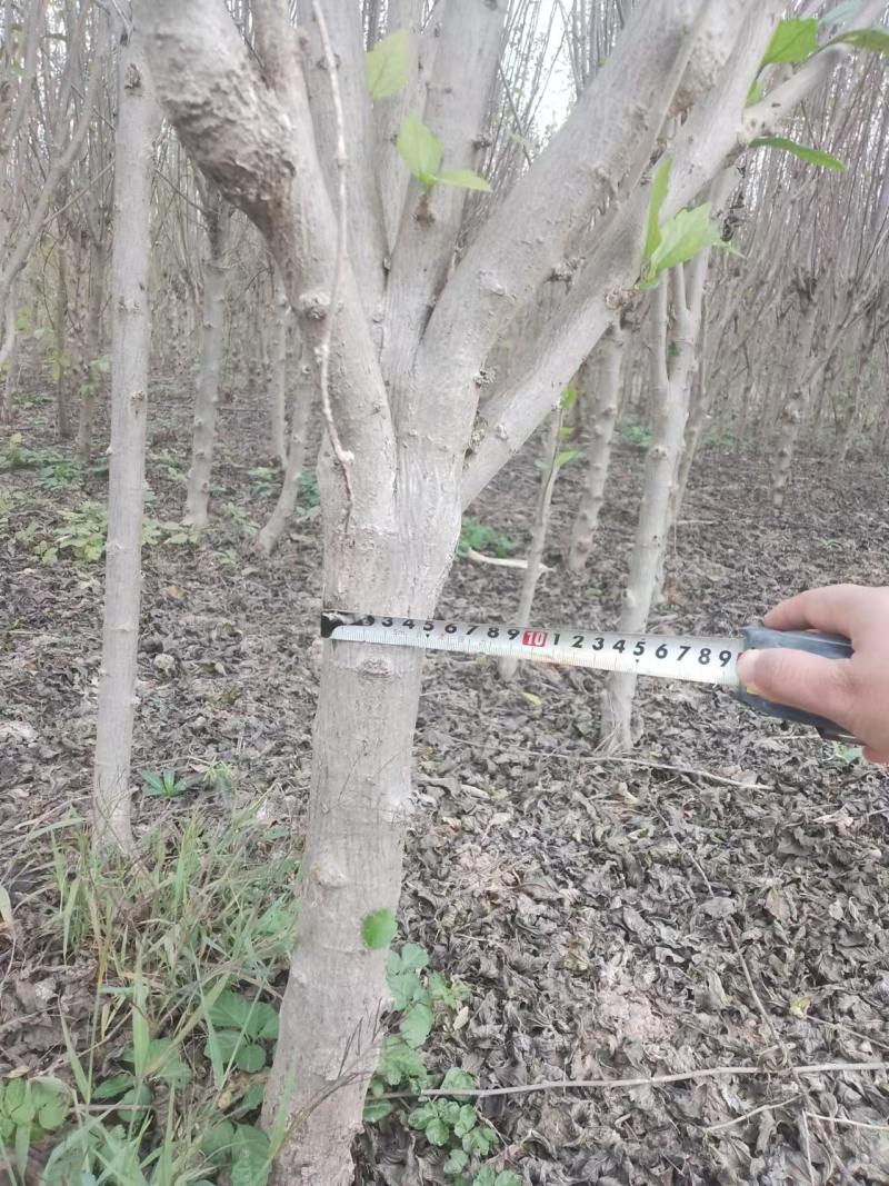 木槿树苗优质木槿树苗现挖先发欢迎采购视频看货