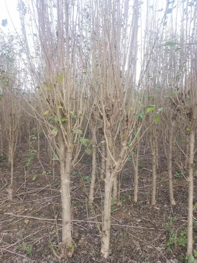 木槿树苗优质木槿树苗现挖先发欢迎采购视频看货