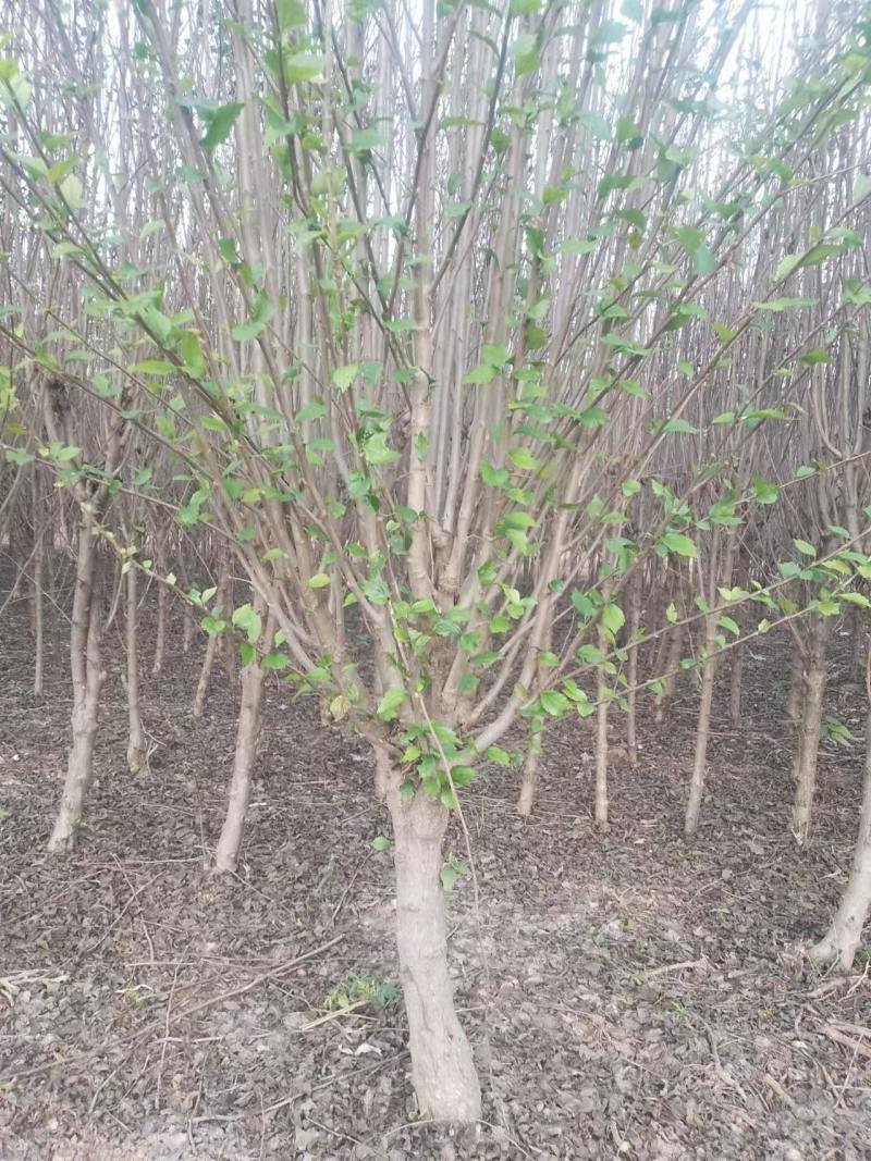 木槿树苗优质木槿树苗现挖先发欢迎采购视频看货