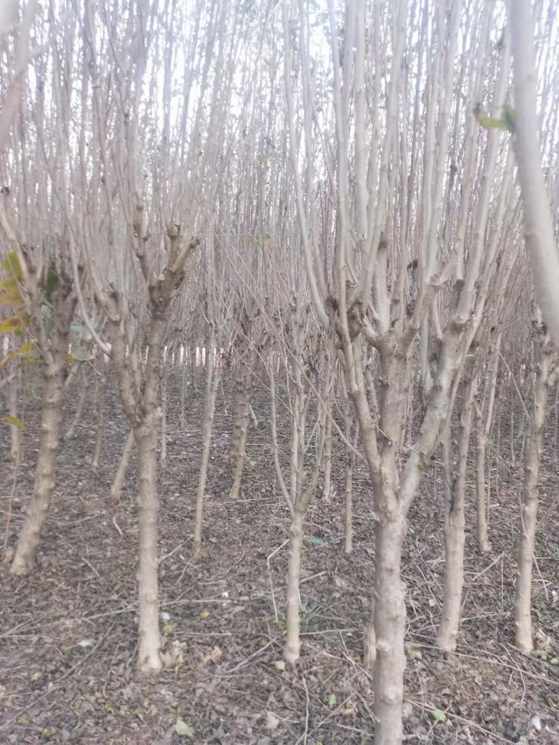 木槿树苗优质木槿树苗现挖先发欢迎采购视频看货