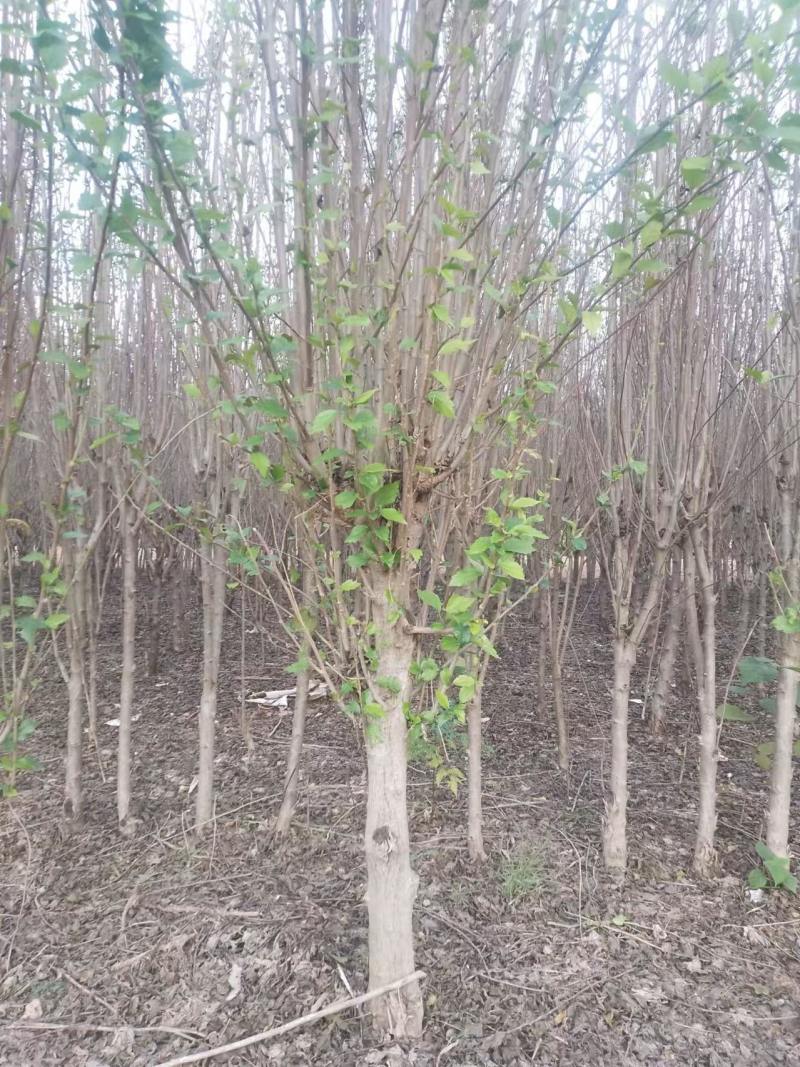 木槿树苗优质木槿树苗现挖先发欢迎采购视频看货