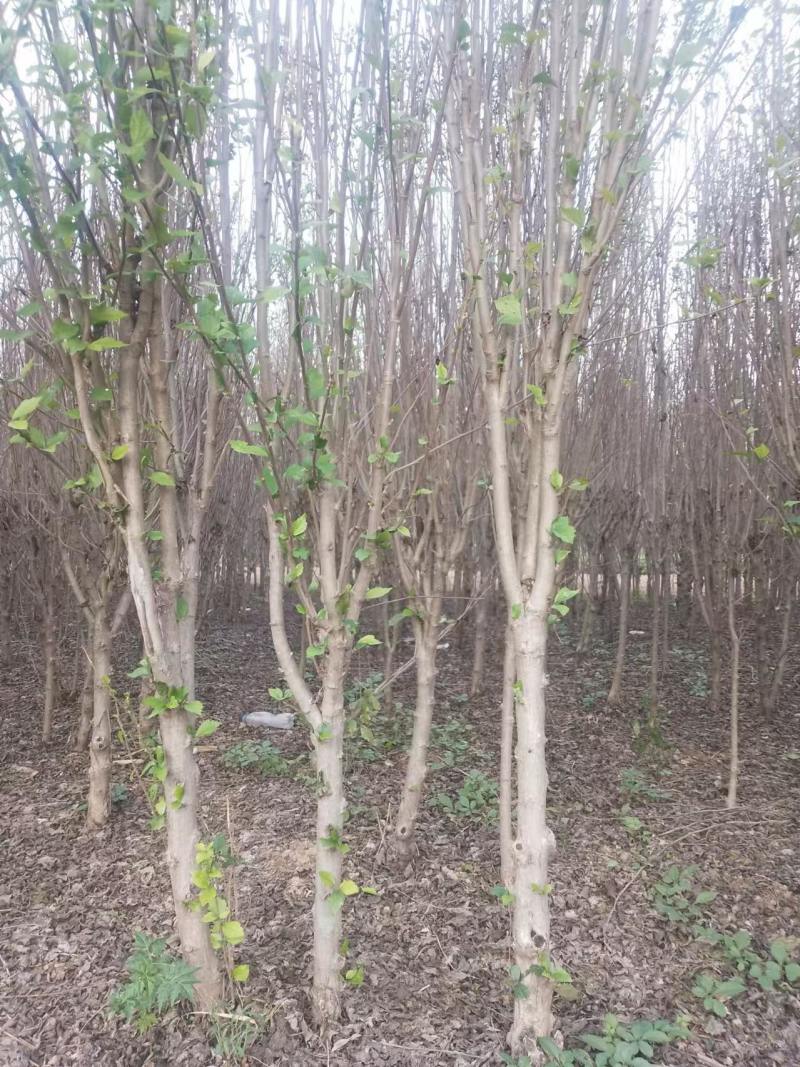 木槿树苗优质木槿树苗现挖先发欢迎采购视频看货