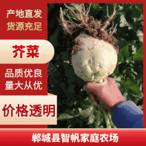 芥菜疙瘩，包上车，随时可以采收，价格公道，装车方便！