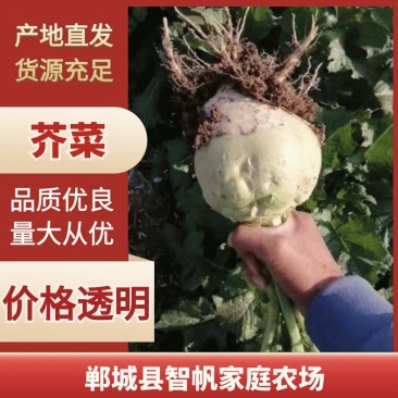 芥菜疙瘩陆续上市，包上车，单棵1斤左右来电咨询