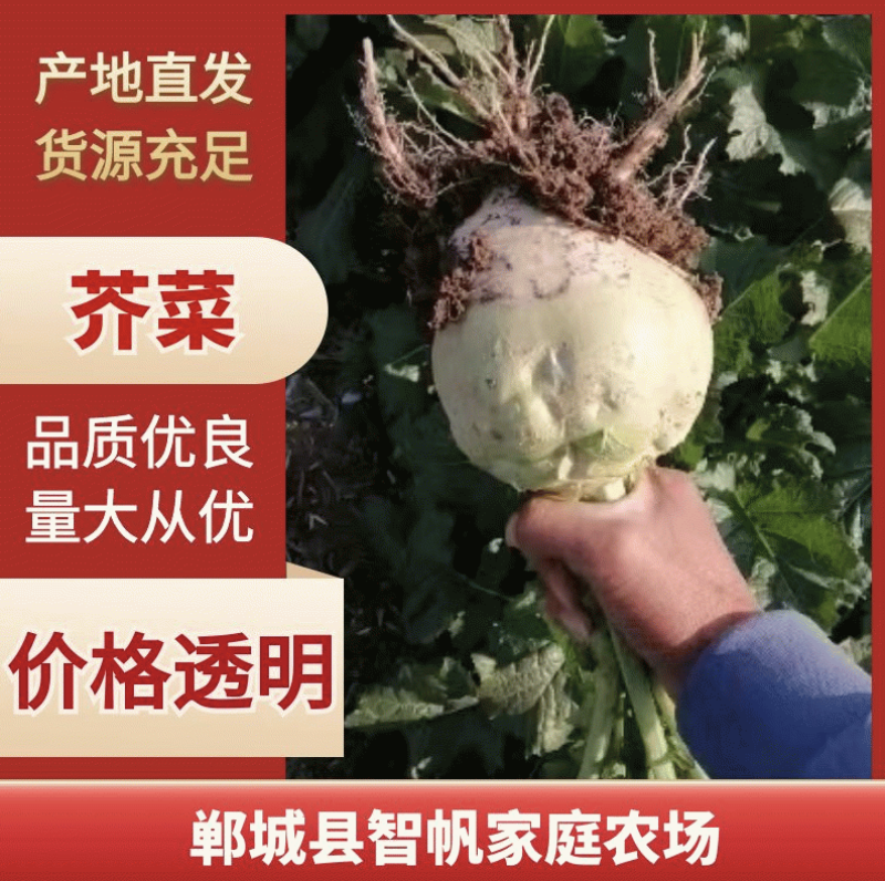 芥菜疙瘩陆续上市，包上车，单棵1斤左右来电咨询