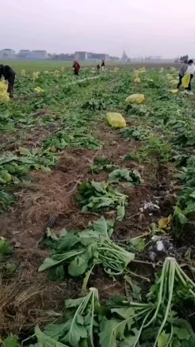 芥菜疙瘩陆续上市，包上车，单棵1斤左右来电咨询
