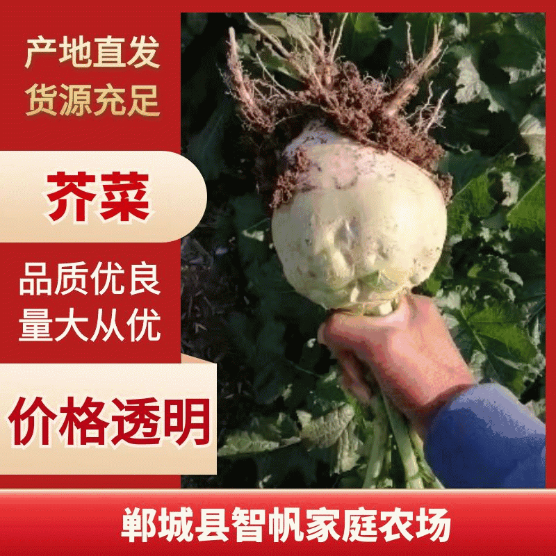 精品芥菜产地直供大量上市品质保障全国发货