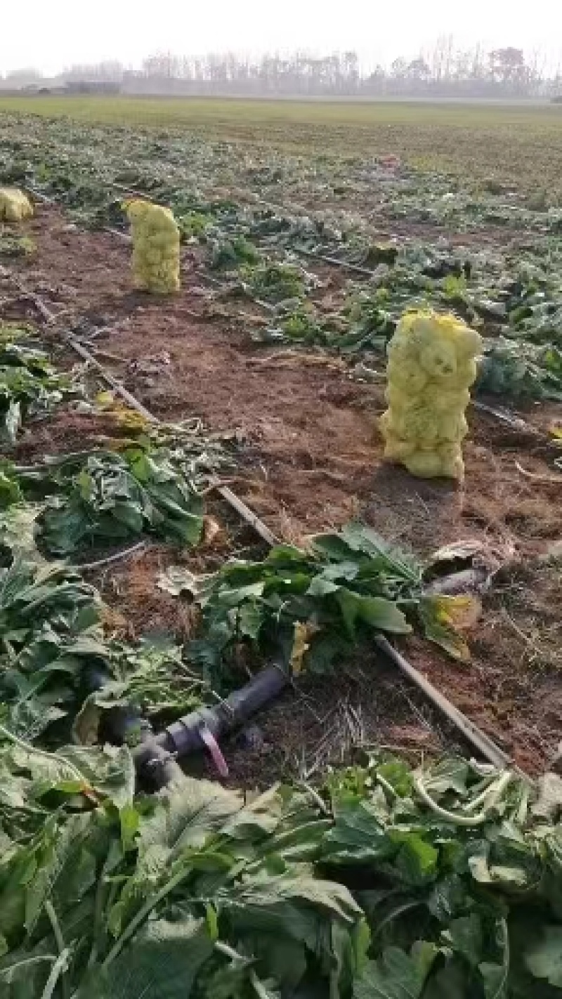 精品芥菜产地直供大量上市品质保障全国发货