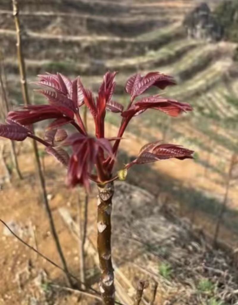 四季香椿肥美鲜嫩大量供货全国各地市场口头客超多