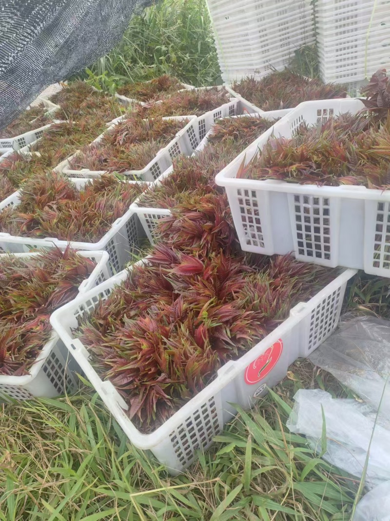 四季香椿肥美鲜嫩大量供货全国各地市场口头客超多