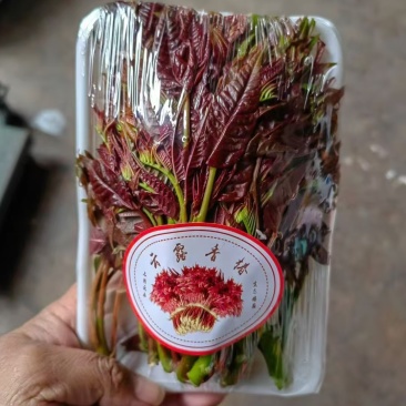 四季香椿云南玉溪产区直供价格便宜全季节采摘现货现发
