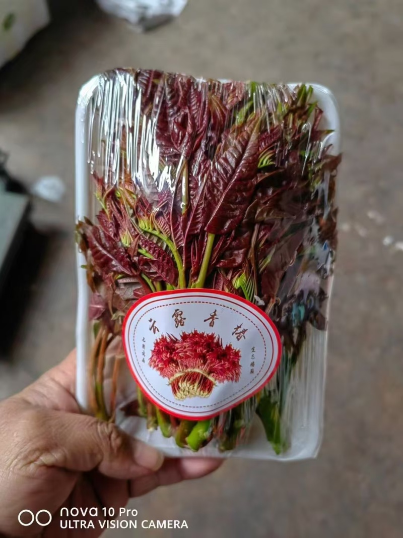 四季香椿云南玉溪产区直供价格便宜全季节采摘现货现发