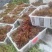 四季香椿云南玉溪产区直供价格便宜全季节采摘现货现发