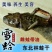 吉林长白山林蛙油雪蛤油精品林蛙干油质量优量大可谈