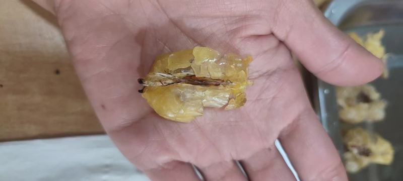 吉林长白山林蛙油雪蛤油精品林蛙干油质量优量大可谈
