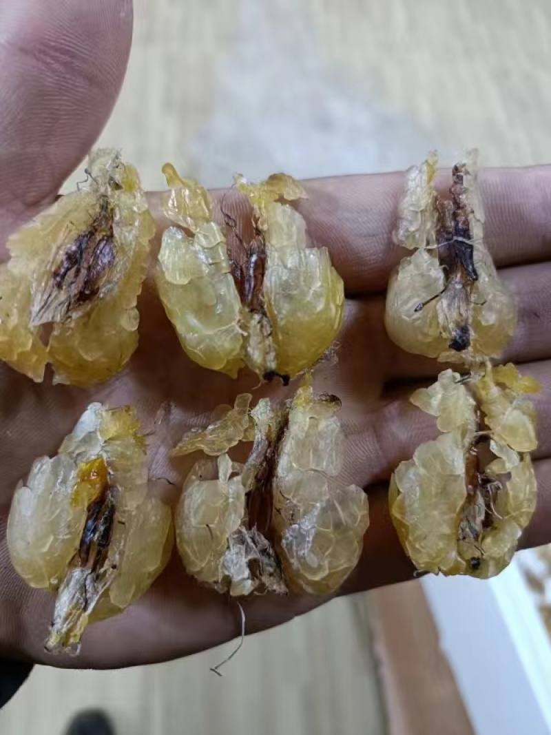 吉林长白山林蛙油雪蛤油精品林蛙干油质量优量大可谈