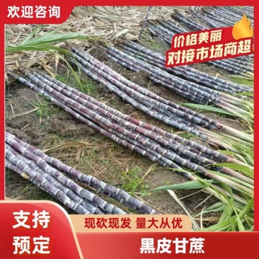 黑皮甘蔗【云南甘蔗】一手货源，对接全国电商市场批发商