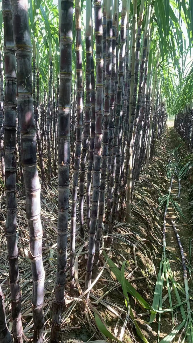 黑皮甘蔗【云南甘蔗】一手货源，对接全国电商市场批发商