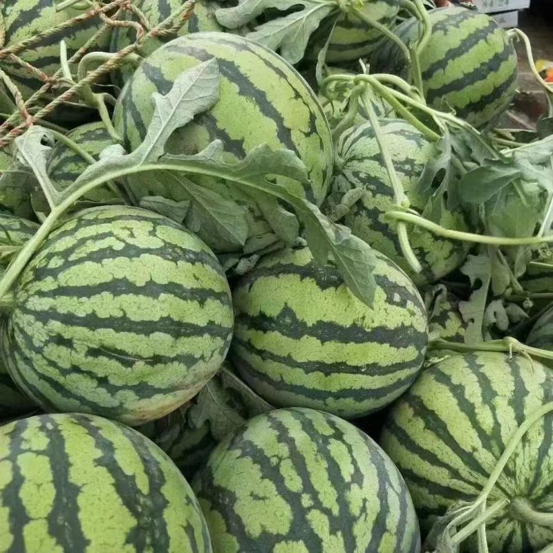 西瓜产地直发精品美都麒麟西瓜电商市场商超货源