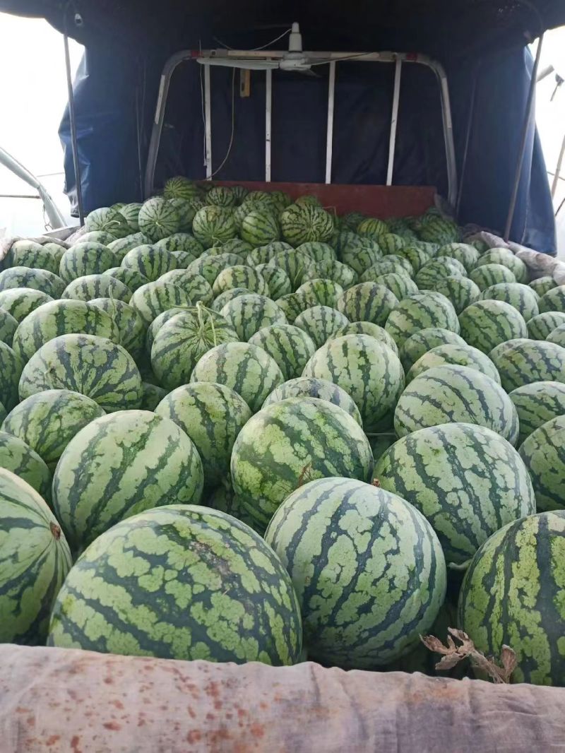 西瓜产地直发精品美都麒麟西瓜电商市场商超货源