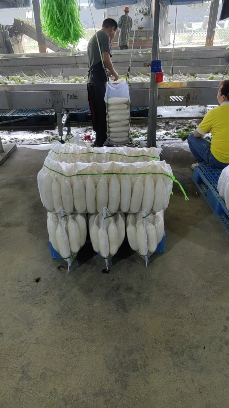 白萝卜1~1.5斤起