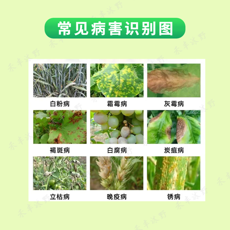 50%福美双杀菌剂白粉根腐霜霉稻瘟等，厂家直销。