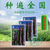 亚蔬天龙8号茄子种子紫红粗茄良种早春种植抗病大棚大田蔬菜