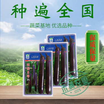 亚蔬天龙8号茄子种子紫红粗茄良种早春种植抗病大棚大田蔬菜