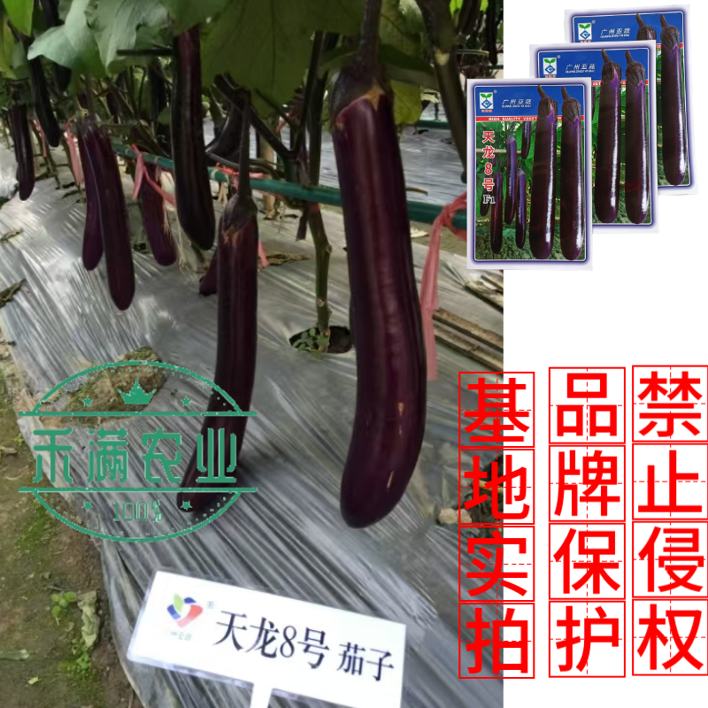 亚蔬天龙8号茄子种子紫红粗茄良种早春种植抗病大棚大田蔬菜