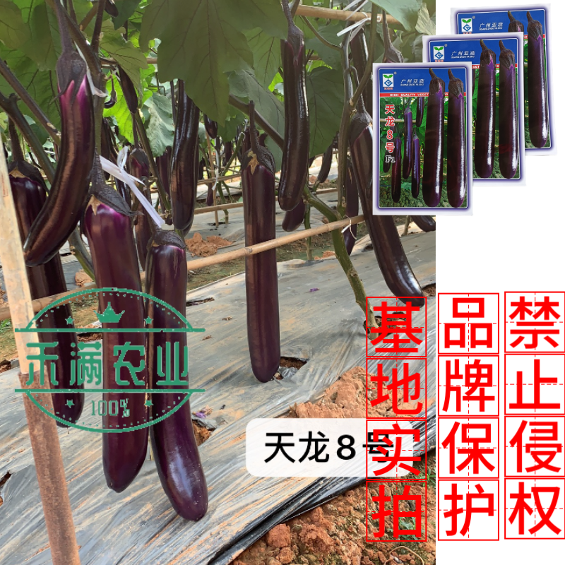 亚蔬天龙8号茄子种子紫红粗茄良种早春种植抗病大棚大田蔬菜