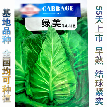 牛角甘蓝种子绿美牛心水果甘蓝种子卷心菜早熟黄芯结球紧实