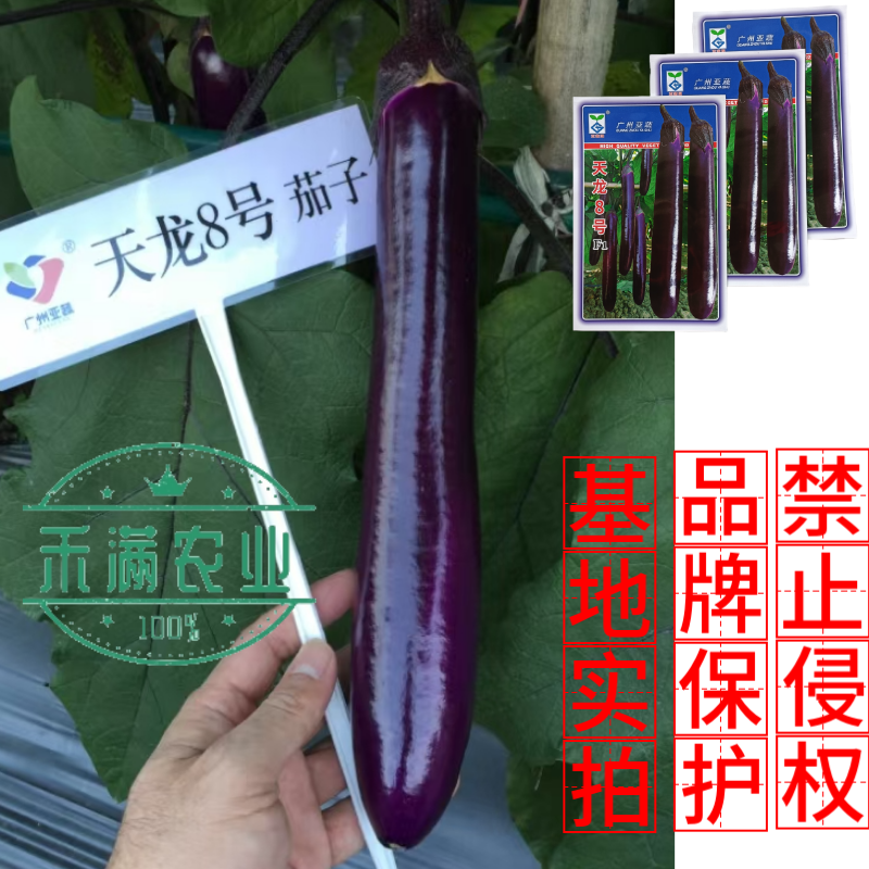 亚蔬天龙8号茄子种子紫红粗茄良种早春种植抗病大棚大田蔬菜