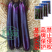 亚蔬天龙8号茄子种子紫红粗茄良种早春种植抗病大棚大田蔬菜