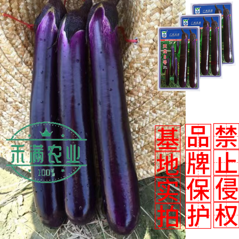 亚蔬天龙8号茄子种子紫红粗茄良种早春种植抗病大棚大田蔬菜