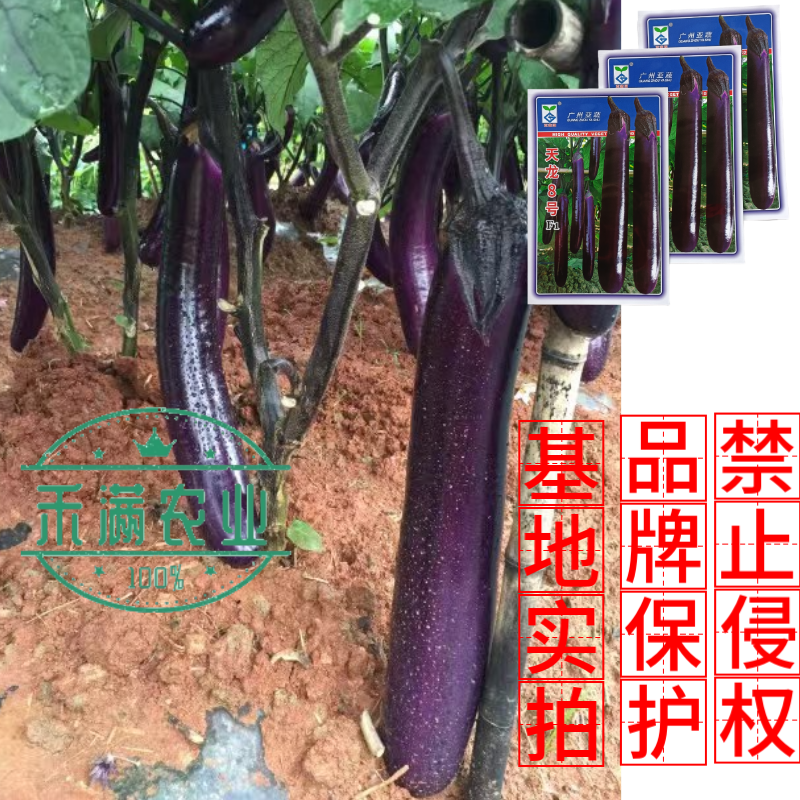 亚蔬天龙8号茄子种子紫红粗茄良种早春种植抗病大棚大田蔬菜