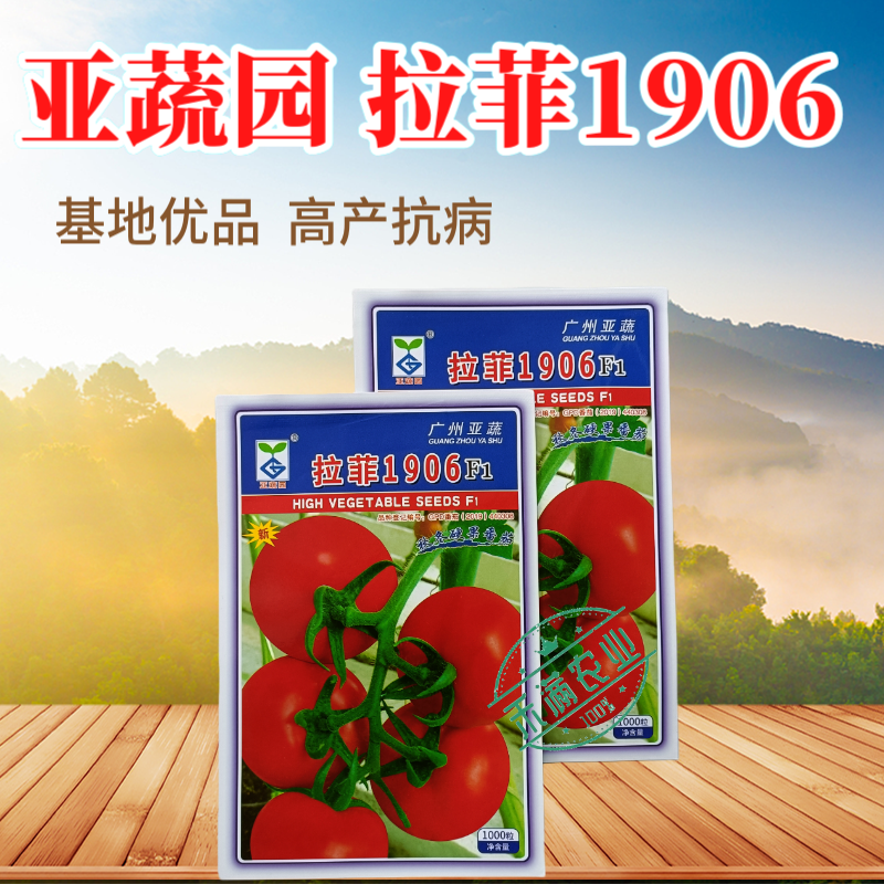 亚蔬拉菲1906精品番茄种子大红果无限生长高产抗病水果西