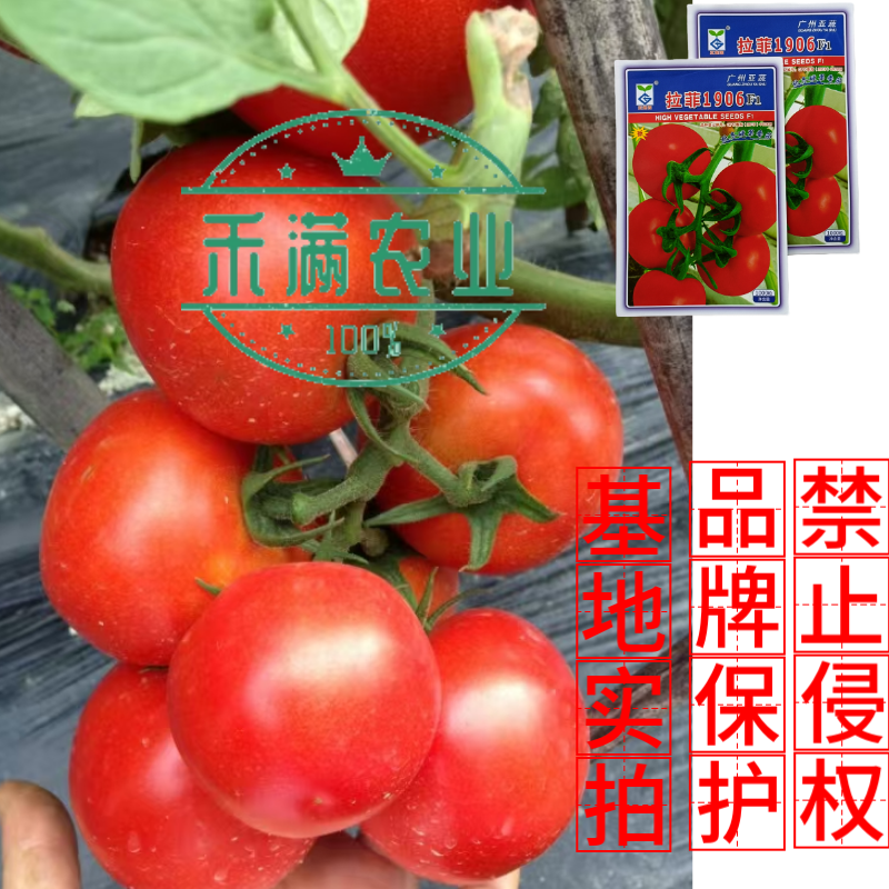 亚蔬拉菲1906精品番茄种子大红果无限生长高产抗病水果西