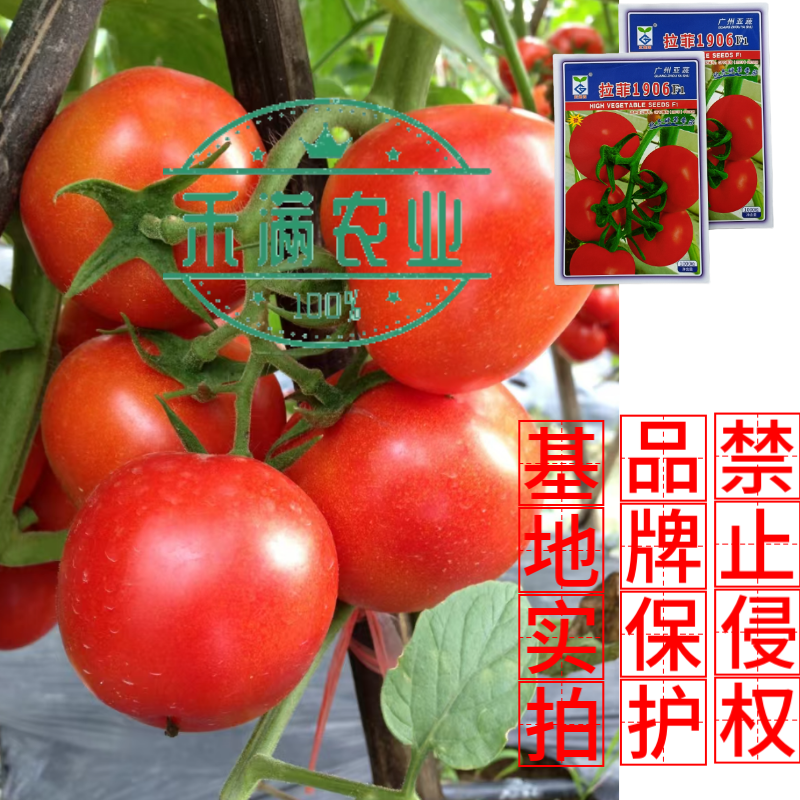 亚蔬拉菲1906精品番茄种子大红果无限生长高产抗病水果西