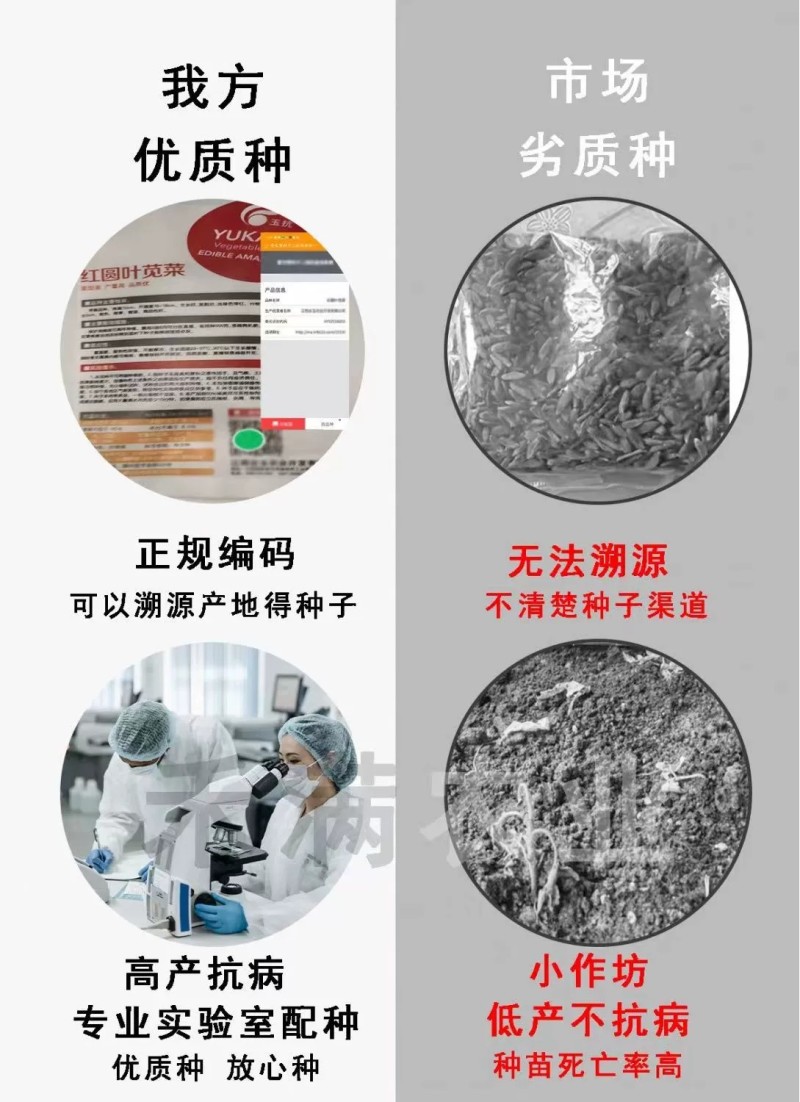 亚蔬拉菲1906精品番茄种子大红果无限生长高产抗病水果西