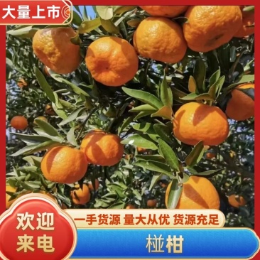 椪柑湖南椪柑基地直供品质保障对接电商市场档口等