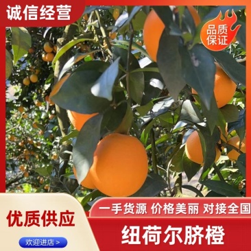 纽荷尔脐橙湖南橙子产地直供品质好价格优量大优惠