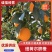 纽荷尔脐橙湖南橙子产地直供品质好价格优量大优惠