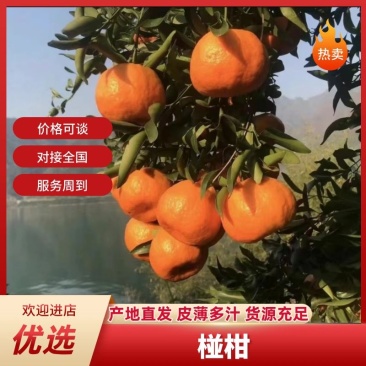 椪柑柑桔湖南椪柑产地一手货源品质保障全国发货