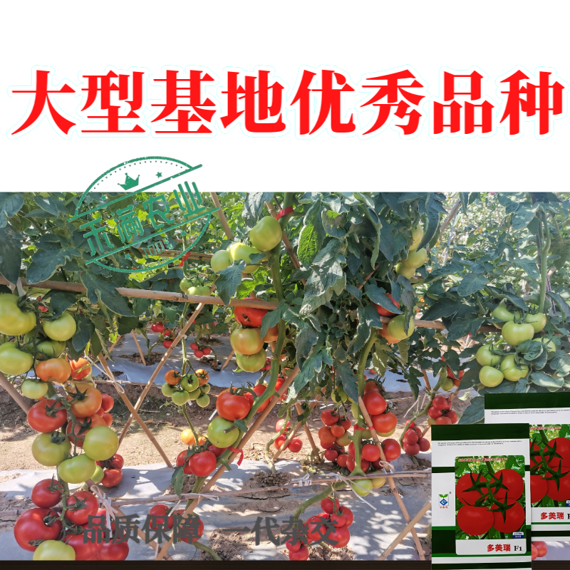 早春高端亚蔬多美瑞大红果番茄种子无限生长高产抗病西红柿大