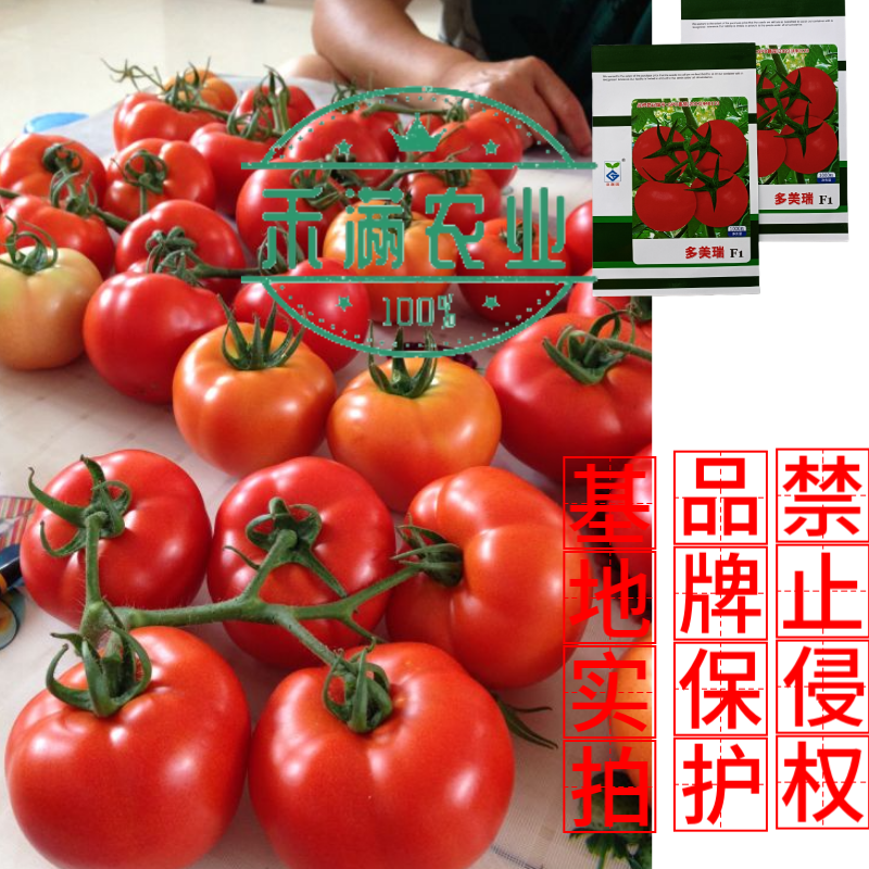 早春高端亚蔬多美瑞大红果番茄种子无限生长高产抗病西红柿大