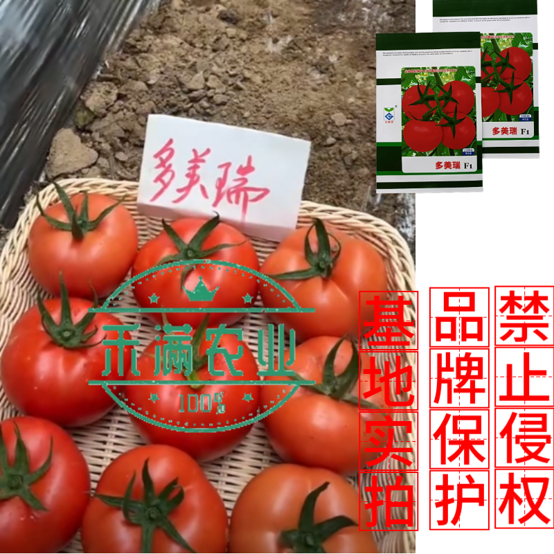 早春高端亚蔬多美瑞大红果番茄种子无限生长高产抗病西红柿大