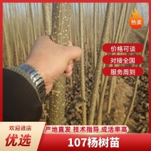 【诚信商家】107速生杨树苗货源充足量大从优