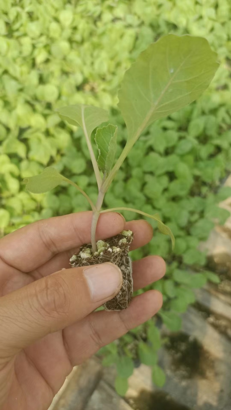 甘蓝苗早春软包黄心，3/5斤。常年接种苗代育
