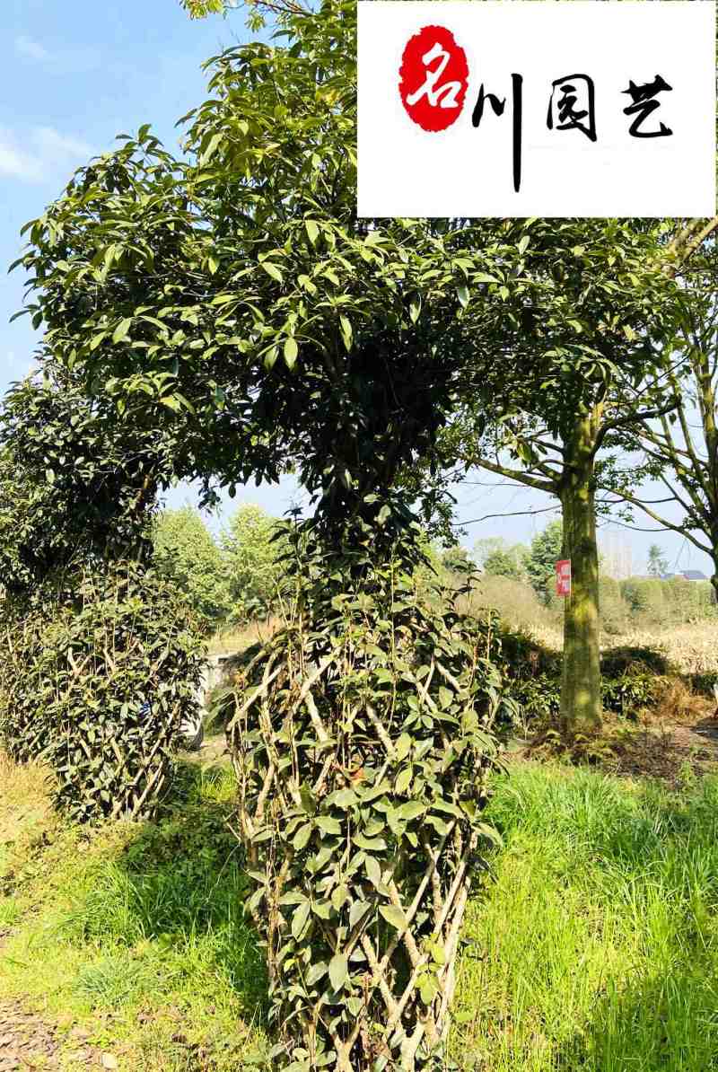 桂花花瓶1.8-3米价格桂花造型树批发四季常绿