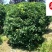 桂花球1.2-2米成都桂花球基地价格货源稳定量大从优